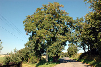 Památný Akát u silnice na Chloumek. Obvod kmene 301 cm ve výšce 130 cm nad zemí. 